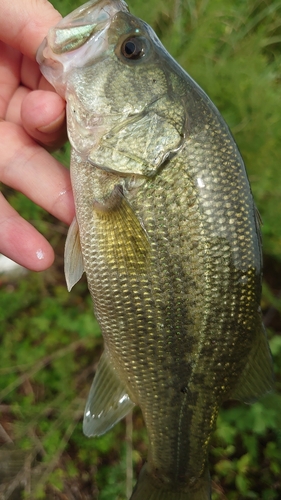 ラージマウスバスの釣果