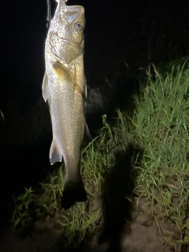 スズキの釣果