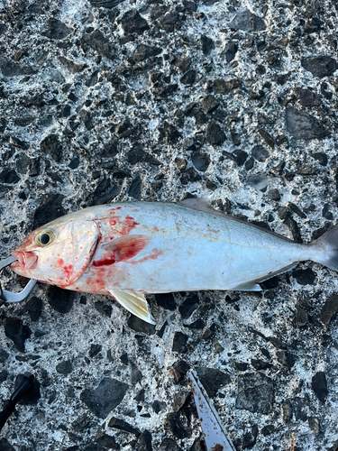 ネリゴの釣果