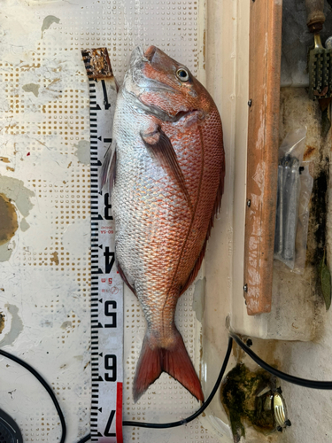 マダイの釣果