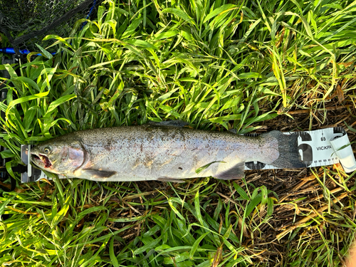 ニジマスの釣果