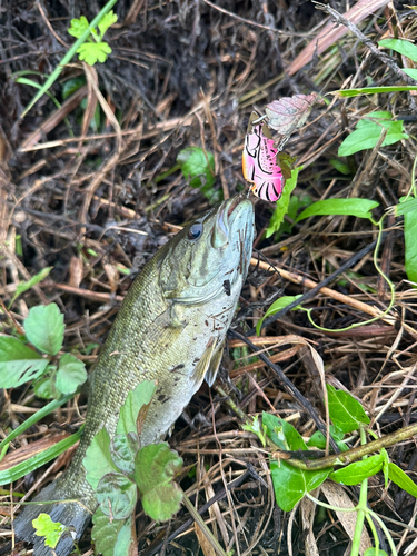 スモールマウスバスの釣果