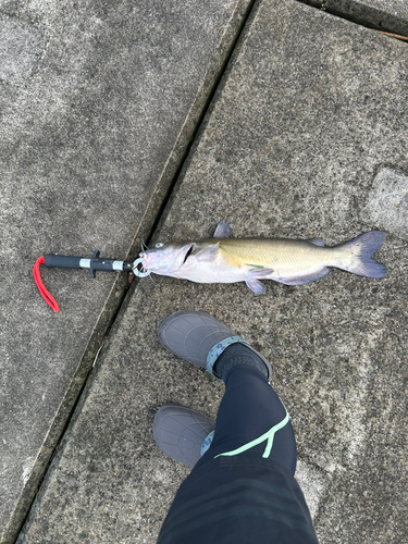 アメリカナマズの釣果