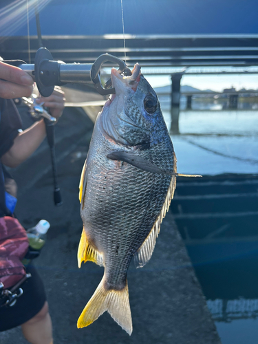 キビレの釣果