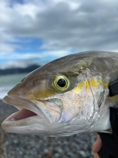 カンパチの釣果