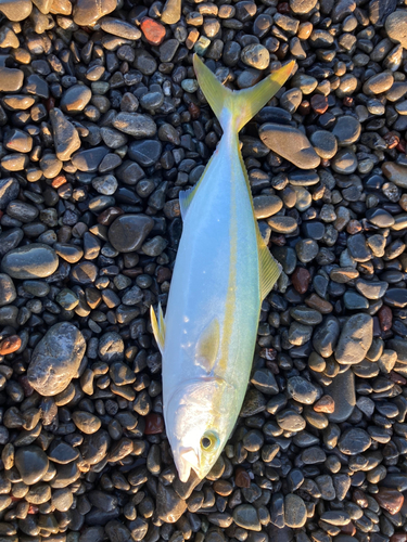 ワカシの釣果