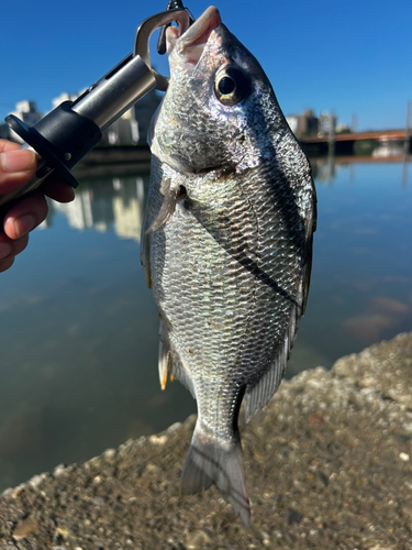 キビレの釣果