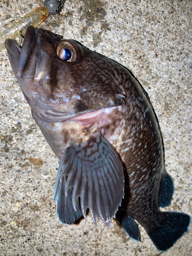 マゾイの釣果