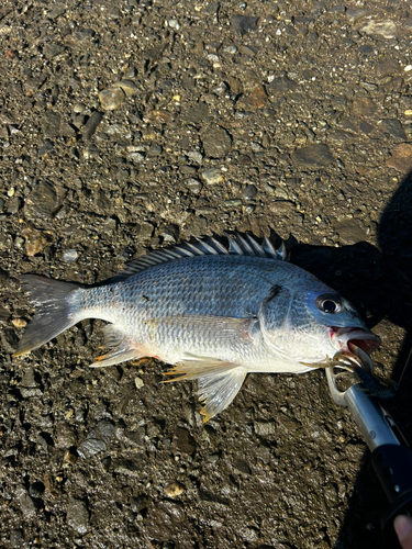 キビレの釣果