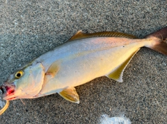 ショゴの釣果