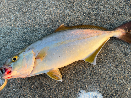 ショゴの釣果