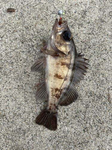 メバルの釣果