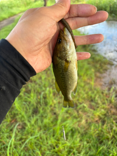 コイの釣果