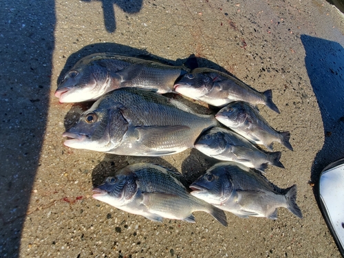 チヌの釣果