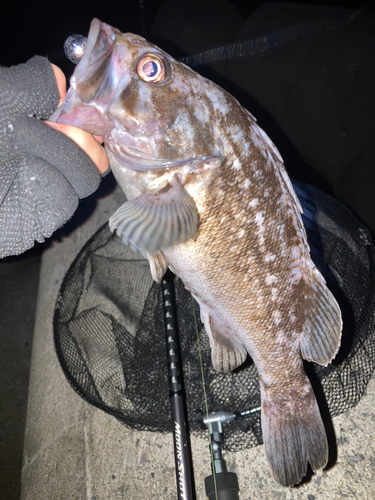 クロソイの釣果