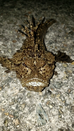 オニオコゼの釣果