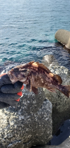 ソイの釣果