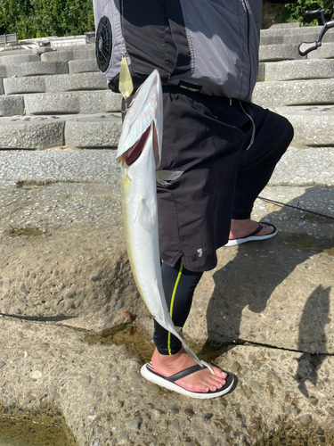 オニカマスの釣果