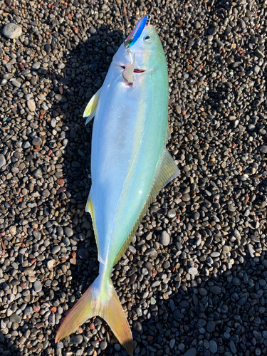 ハマチの釣果