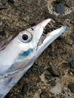 タチウオの釣果