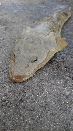 マゴチの釣果