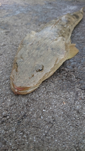 マゴチの釣果