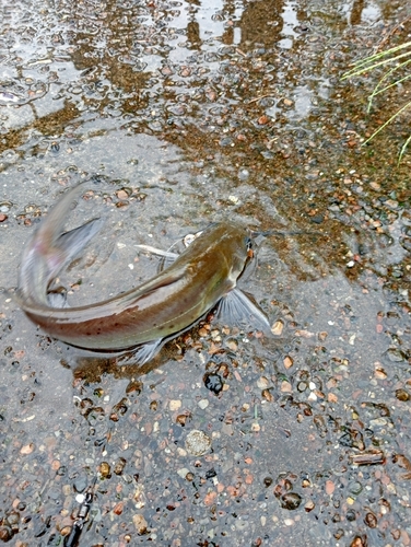 アメリカナマズの釣果