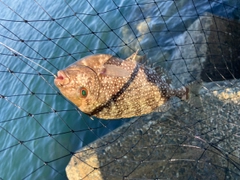 アイゴの釣果