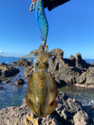 アオリイカの釣果