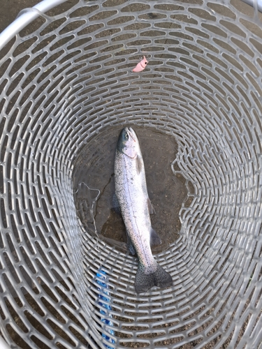 ニジマスの釣果