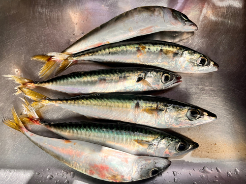 サバの釣果