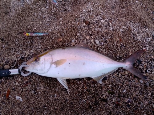 ショゴの釣果