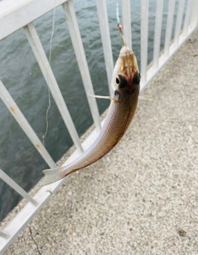 シロギスの釣果