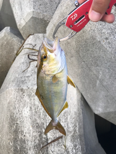 ショゴの釣果