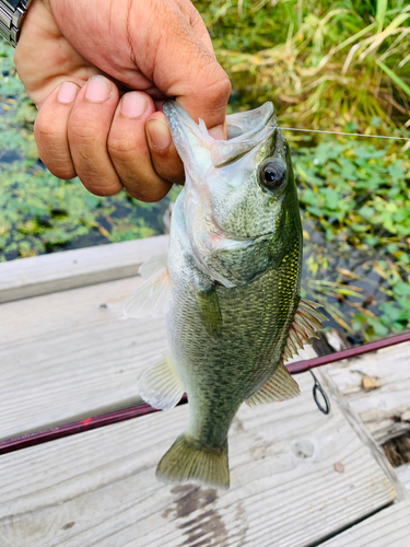 ラージマウスバスの釣果