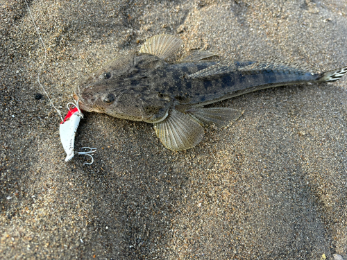 マゴチの釣果