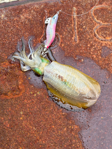 アオリイカの釣果