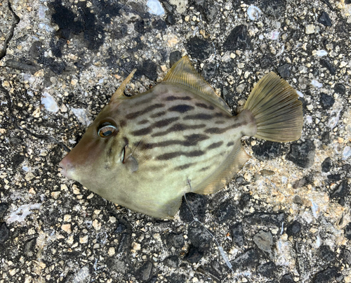 カワハギの釣果