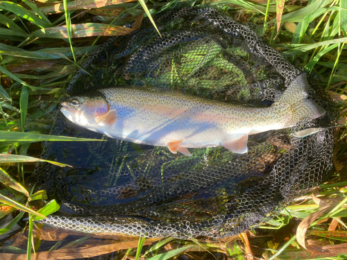 ニジマスの釣果