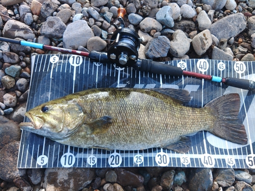 スモールマウスバスの釣果