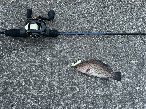 オオモンハタの釣果