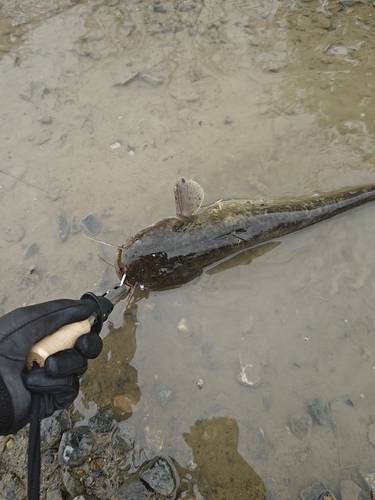 ナマズの釣果