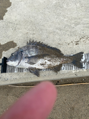 クロダイの釣果