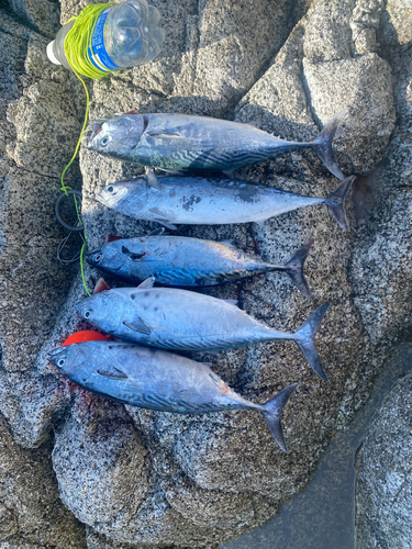 シブダイの釣果