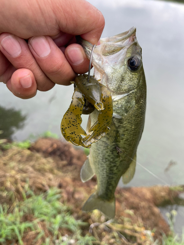 ブラックバスの釣果