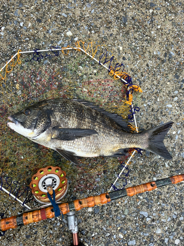 クロダイの釣果