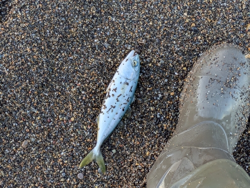 ワカシの釣果