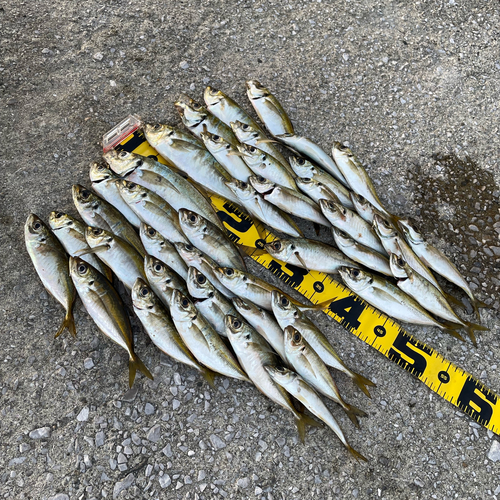 アジの釣果