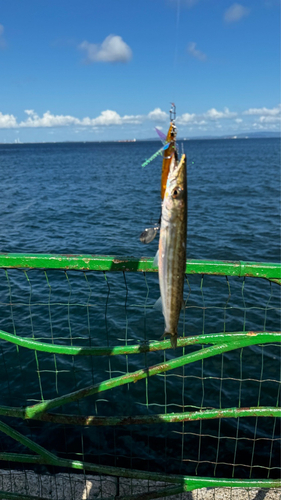 カマスの釣果