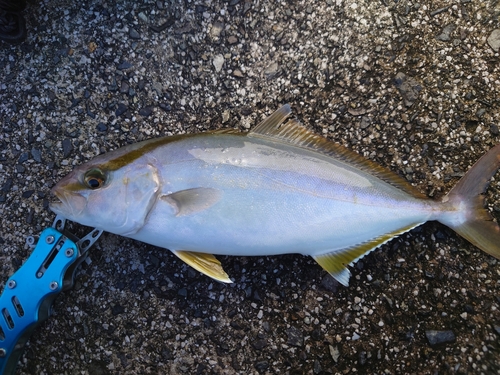 ショゴの釣果